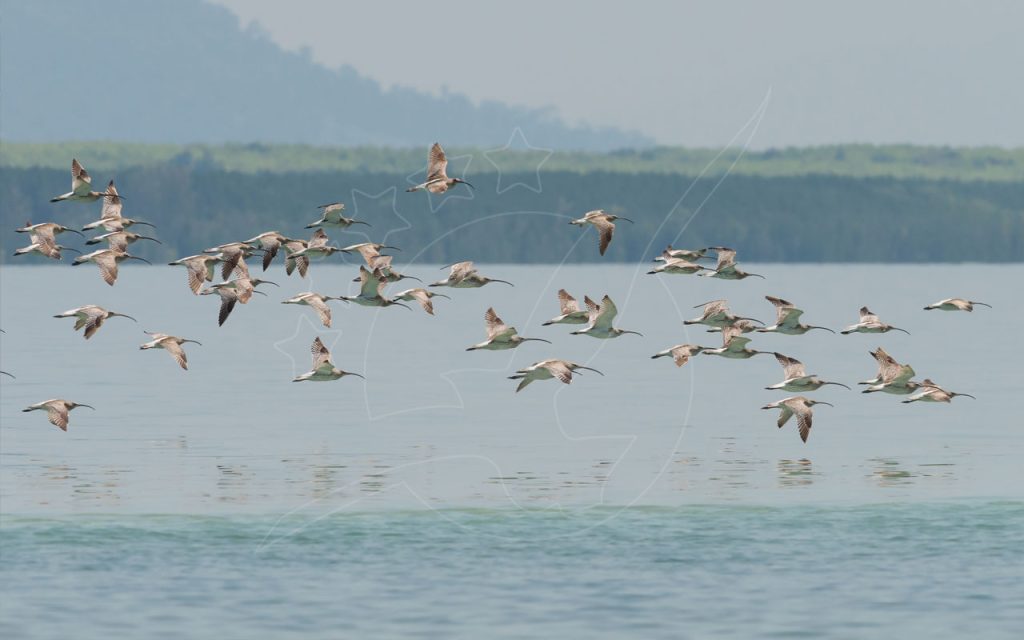 Schwarm langschnäbliger Brachvögel im Tiefflug über ruhigem Küstenwasser, dunstige bewaldete Landzunge dahinter