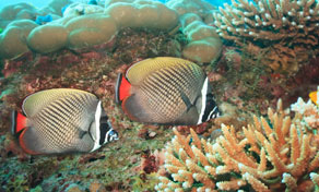 Trang Activities in Trang