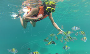 Koh Tarutao Swimming with tropical fish