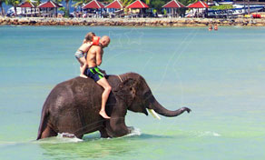 Koh Chang Elephant Treks
