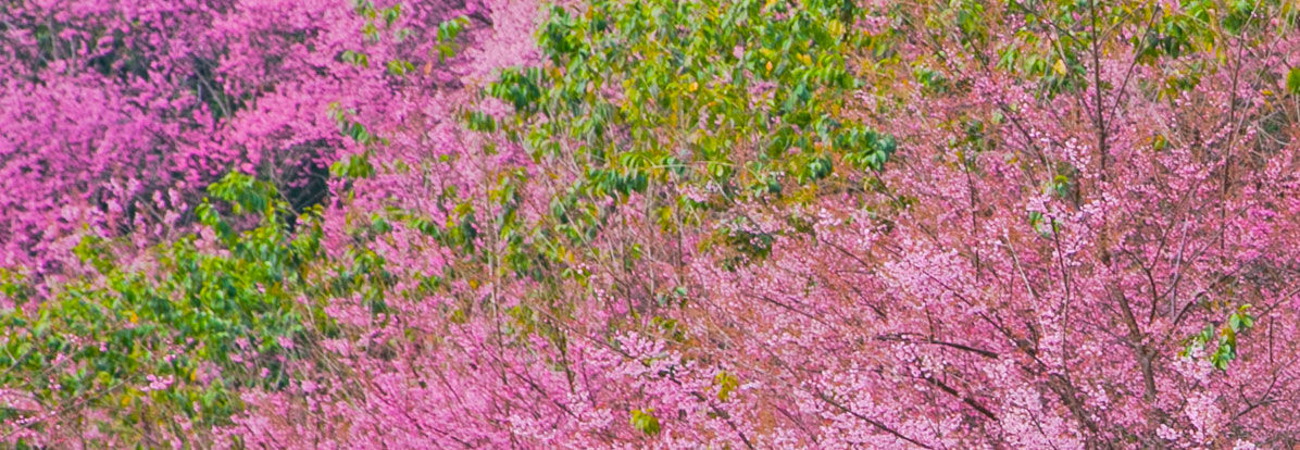 Parks and Gardens in Phuket